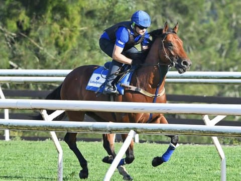 Godolphin's Bivouac looks to scale Everest summit and win world's richest turf race at Sydney on Sunday. 