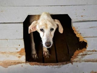 Cuban animal lovers hope new law changes attitudes