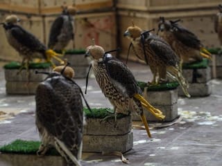 Photos: Pakistan foils attempt to smuggle endangered falcons
