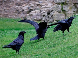 Photos: Tower of London ravens re-adapt to life after COVID-19 lockdown