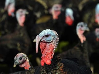 UK families gobble up smaller turkeys for COVID-19 Christmas