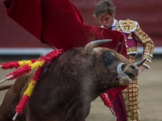 COVID-19 pandemic halts bullfighting where animal rights activists couldn't