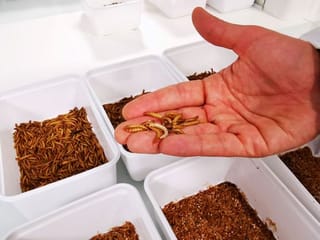 Photos: French start-up Ynsect to build world's biggest bug farm 