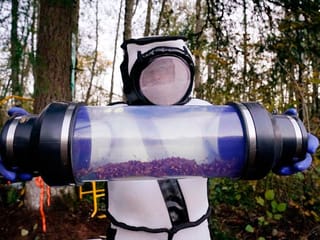 Workers eradicate first nest of 'murder hornets' found in US