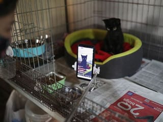 Photos: Catalan cat shelter gets smart to help COVID-19 orphans 