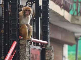 Marauding monkeys bring fear to historic Indian tourist haven