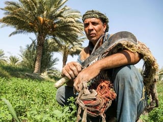 Iraq's ancient 'palm climbers' struggle for survival