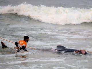 Sri Lanka rescues 120 whales after mass stranding