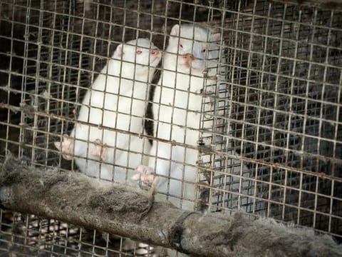 Minks in a farm in Gjoel in North Jutland, Denmark. Denmark’s prime minister says the government wants to cull all minks in Danish farms, to minimize the risk of them re-transmitting the new coronavirus to humans. She said Wednesday, Nov. 4, 2020, a report from a government agency that maps the coronavirus in Denmark has shown a mutation in the virus found in 12 people in the northern part of the country who got infected by minks.
