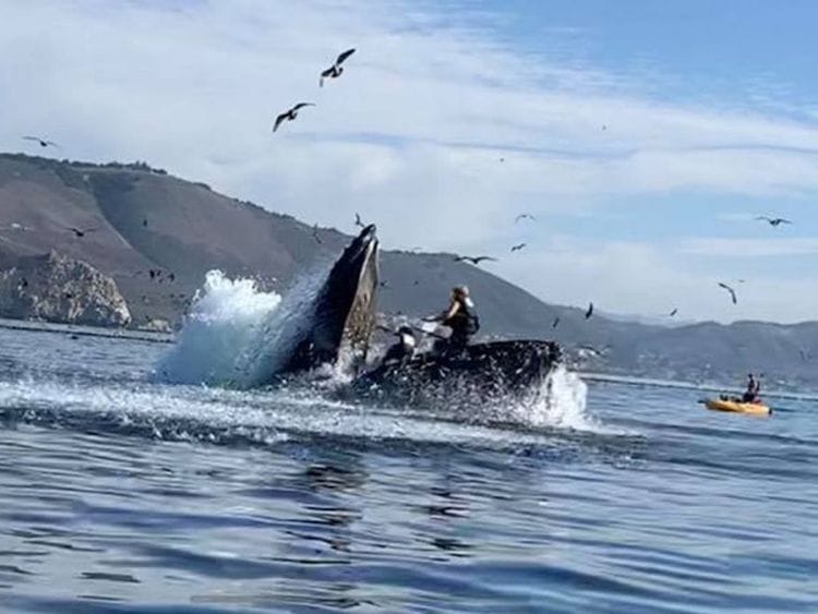 Whale almost swallows two kayakers 