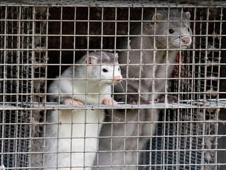 Photos: Six countries reported coronavirus on mink farms, WHO says