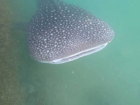 A seven-metre whale shark has been spotted in Al Bahia canal, Abu Dhabi.