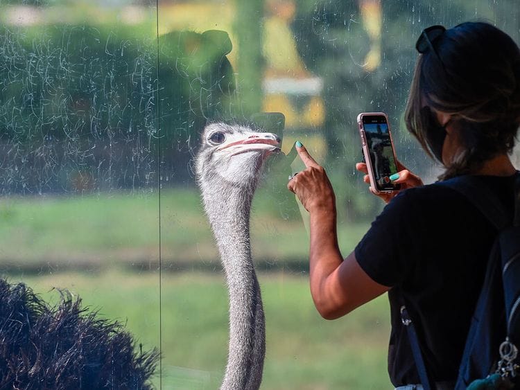 Dubai Safari