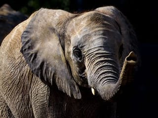 10 places in the UAE to have a cool animal encounter
