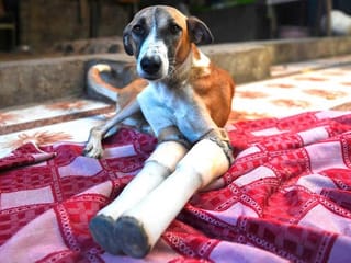 Indian street dog's Rocky road to recovery ends in Britain