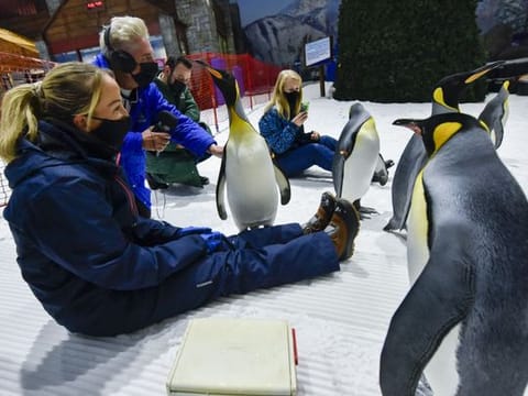 In Pictures: Have a breakfast and walk with Penguins at Ski Dubai