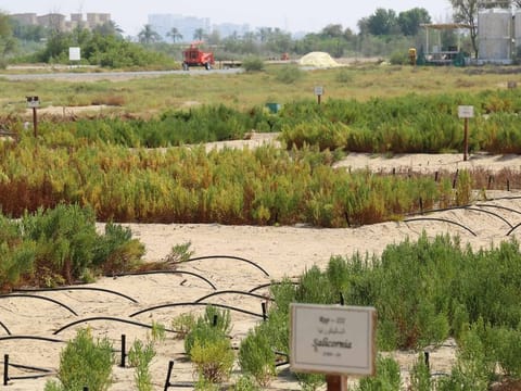 Salicornia field at ICBA headquarters in Dubai