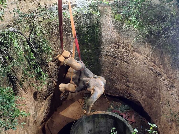 Elephant india rescue
