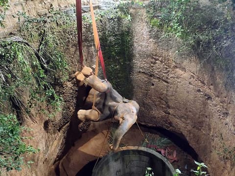The female elephant calf that fell down a well in Panchapalli Village of Dharmapuri district yesterday, was safely rescued on Thursday after a 16-hour long rescue operation by Fire department officials. 