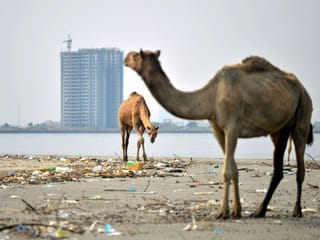 Concrete jungle threatens mangroves on Pakistan's Bundle Island