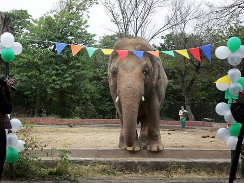 Kaavan, an elephant waiting to be transported to a sanctuary in Cambodia, is seen during a farewell ceremony at the Marghazar Zoo in Islamabad, Pakistan November 23, 2020. 