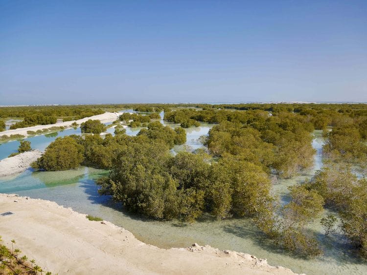 NAT MANGROVE-1606126487986