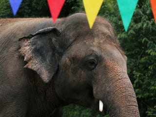 Pakistan's lonely elephant serenaded one last time at farewell party 