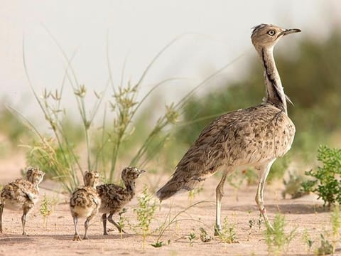 Israel is home to the resident Asian Houbara, mainly observed in the Negev desert. 