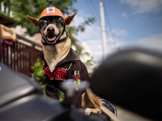 Biker dog Bogie thrills fans as he cruises Philippine highways 