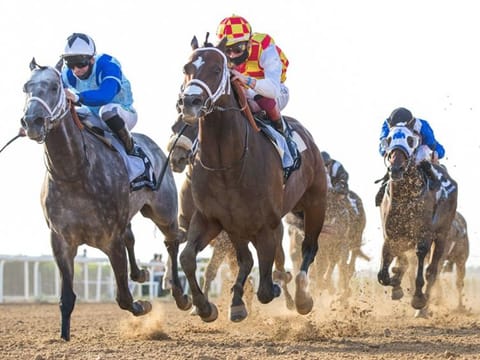Sharjah Racecourse will host six races on Saturday.