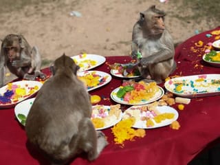 Photos: Inside Thailand's unique Monkey Buffet Festival 