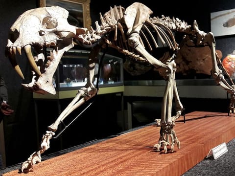 The skeleton of a 37 million year-old saber-toothed tiger hoplophoneus primaveus is seen during an auction preview at Piguet Auction House in Geneva.    