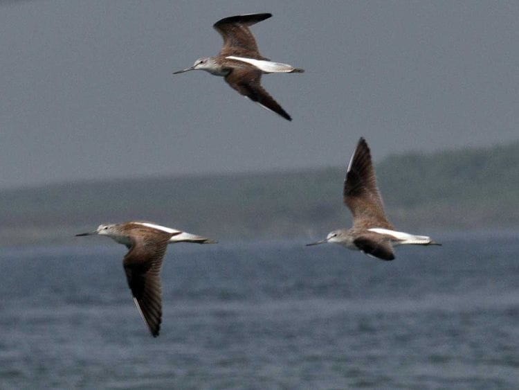 Migratory birds found in Bhagalpur