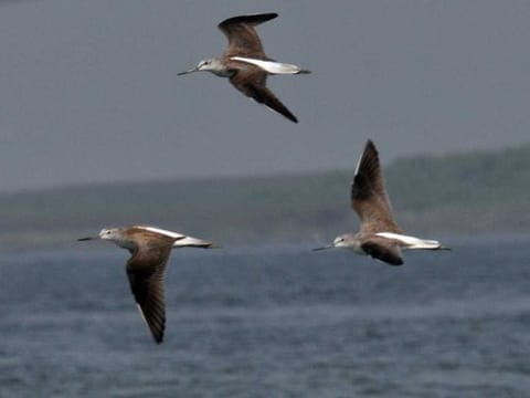 An estimated 40% of all the known bird species migrate using nine well know migratory flyways