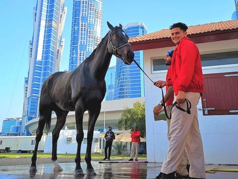Pakistan Star at his new home in trainer Doug Watson's Red Stables.