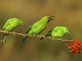 Bird images win accolades for Dubai based photographer 