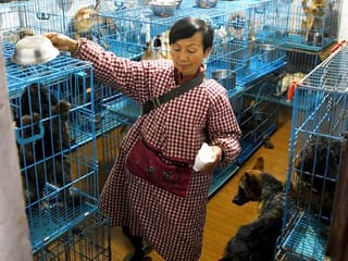 China animal rescuer shares home with 1,300 dogs