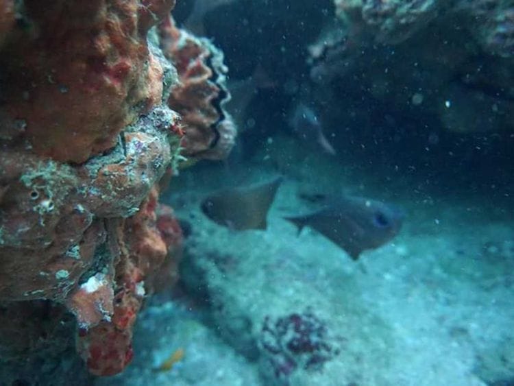 Balochistan coral bleaching Pakistan