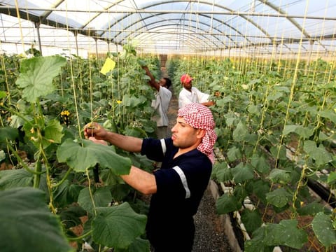 A worker at a cucumber farm in Dhaid. Experts have called for collective steps to boost food production based on the lessons from COVID-19.