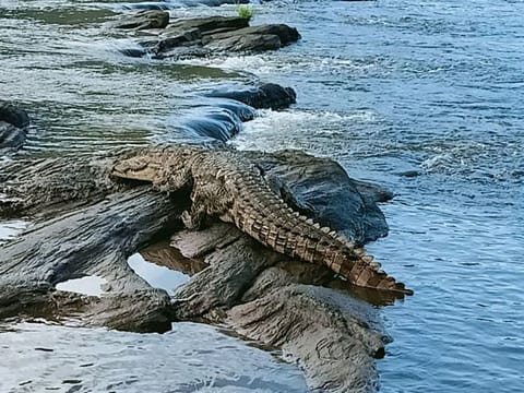 A crocodile which entered into a house, rescued and shifted to its natural habitat in Chalakkudy on Wednesday. 