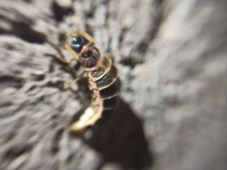 NAT A female beetle glowing green-yellow light2-1607846317469