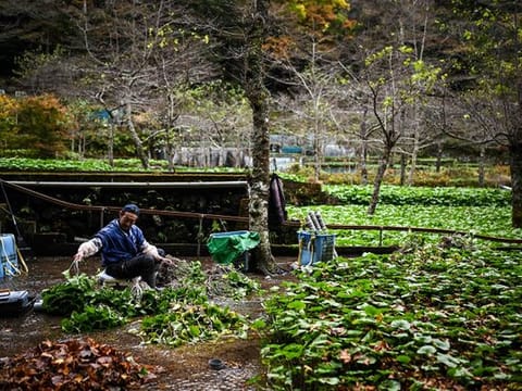 In photos: Japan's wasabi producers farm 'green gold'