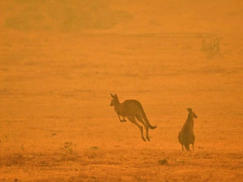 A kangaroo jumps in a field amidst smoke from a bushfire in Snowy Valley on the outskirts of Cooma on January 4, 2020. Up to 3,000 military reservists were called up to tackle Australia's relentless bushfire crisis on January 4, as tens of thousands of residents fled their homes amid catastrophic conditions.