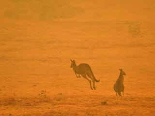 2020 in review: Bushfires in a wet year have Australia’s scientists looking to climate change