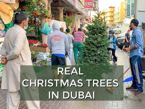 Christmas in Dubai 2020: Residents rush to get real Christmas trees