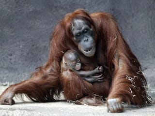 Prague zoo's month-old Sumatran orangutan finally has a name
