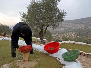 In pictures: Struggling Syrian farmer turns to tropical fern for fodder