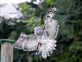 Look: A glimpse of the Dubai Safari Park, a wildlife reserve and animal sanctuary at the heart of Dubai