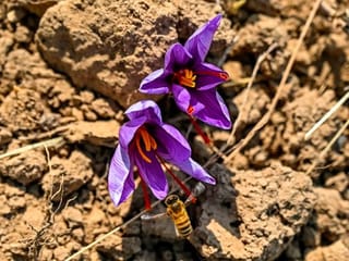Photos: Climate change ravages Kashmir's 'red gold' saffron crop