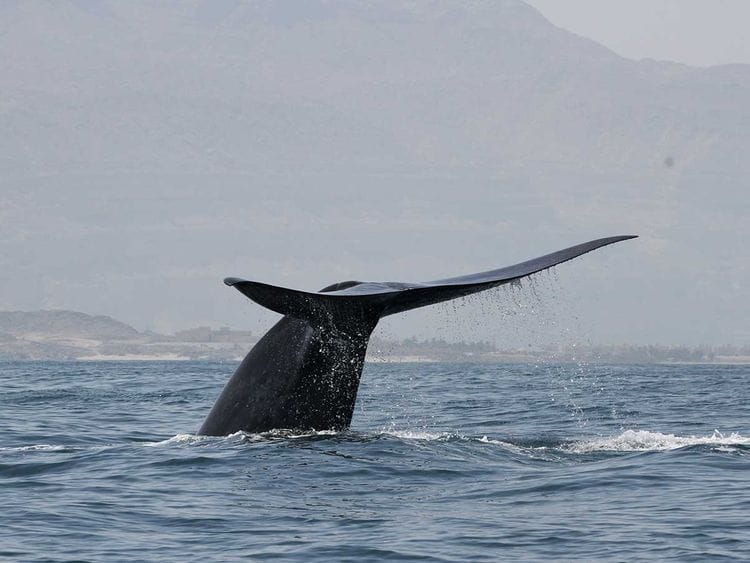 Blue whale indian ocean